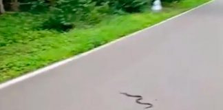 Змея на Лазутинке в Одинцово