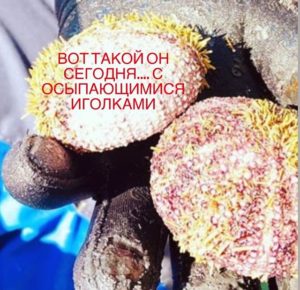 Экологическая катастрофа на побережье Камчатки