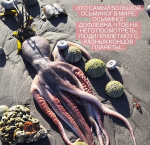 Экологическая катастрофа на побережье Камчатки