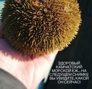 Экологическая катастрофа на побережье Камчатки